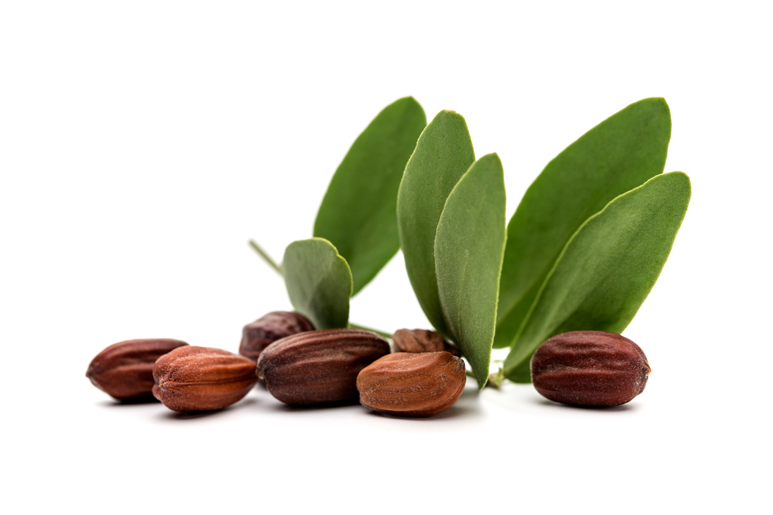 Jojoba oil, seeds and leaves